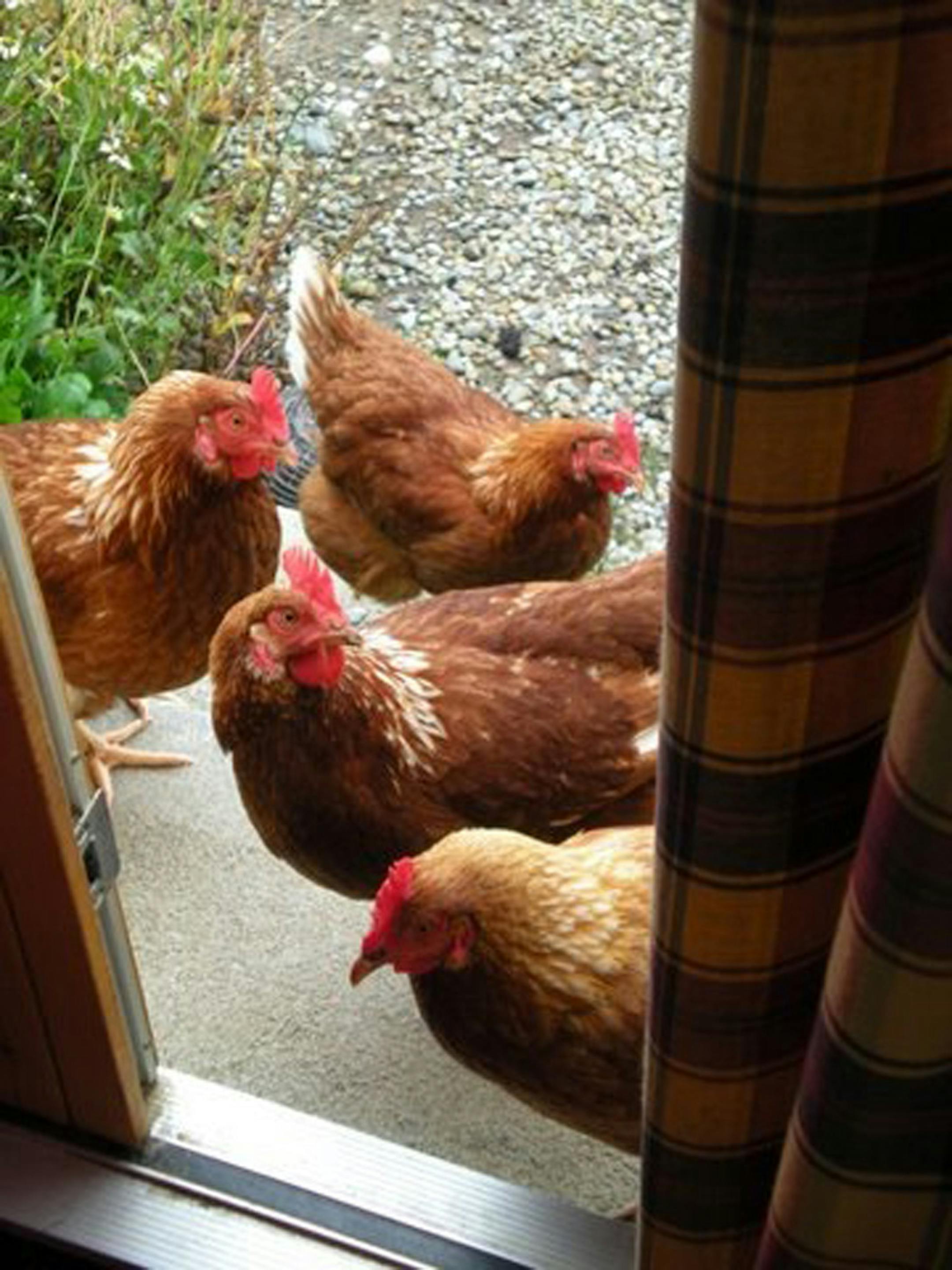 Taking care of chickens took some getting used to for pet sitter Anne Estes. But eventually she came around to appreciating what they added to her time in Galway, Ireland.