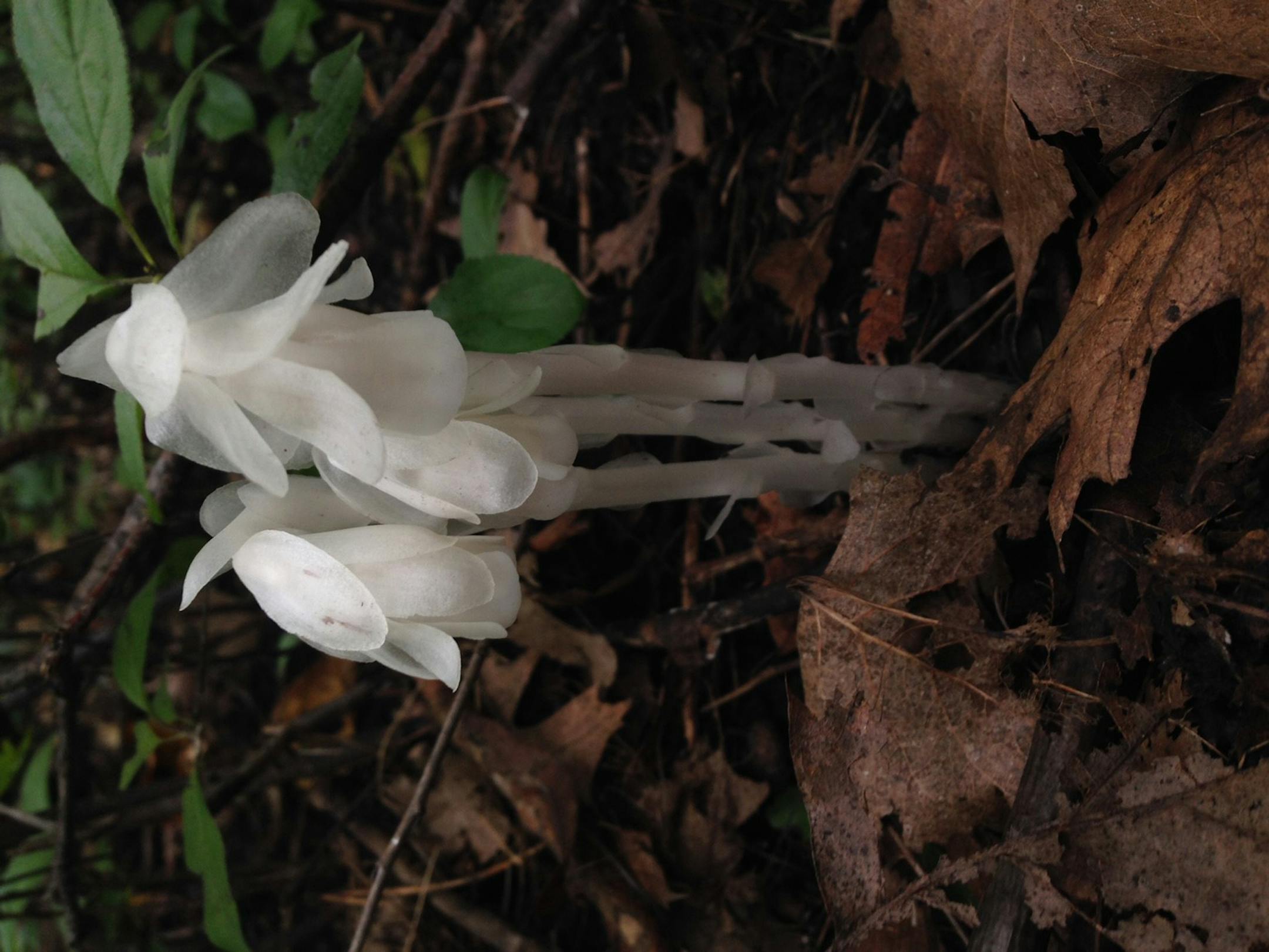 Ann Woodbeck, Excelsior: GHOST PLANT in September