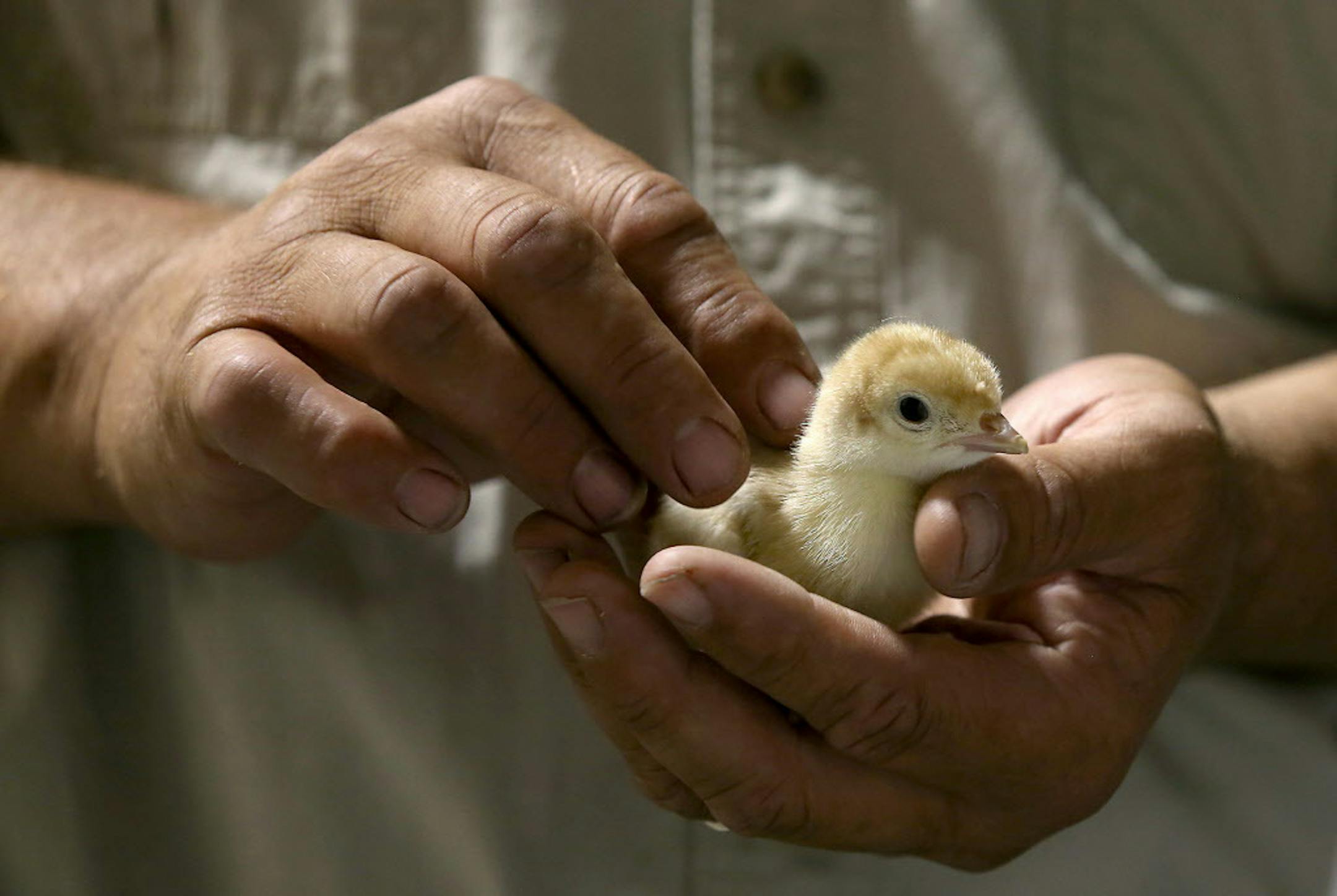 Neil Miller, the North Division hatchery operations manager, held a turkey chick at Willmar Poultry in Willmar, Minn.