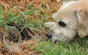 A dog looks into a bunny nest.