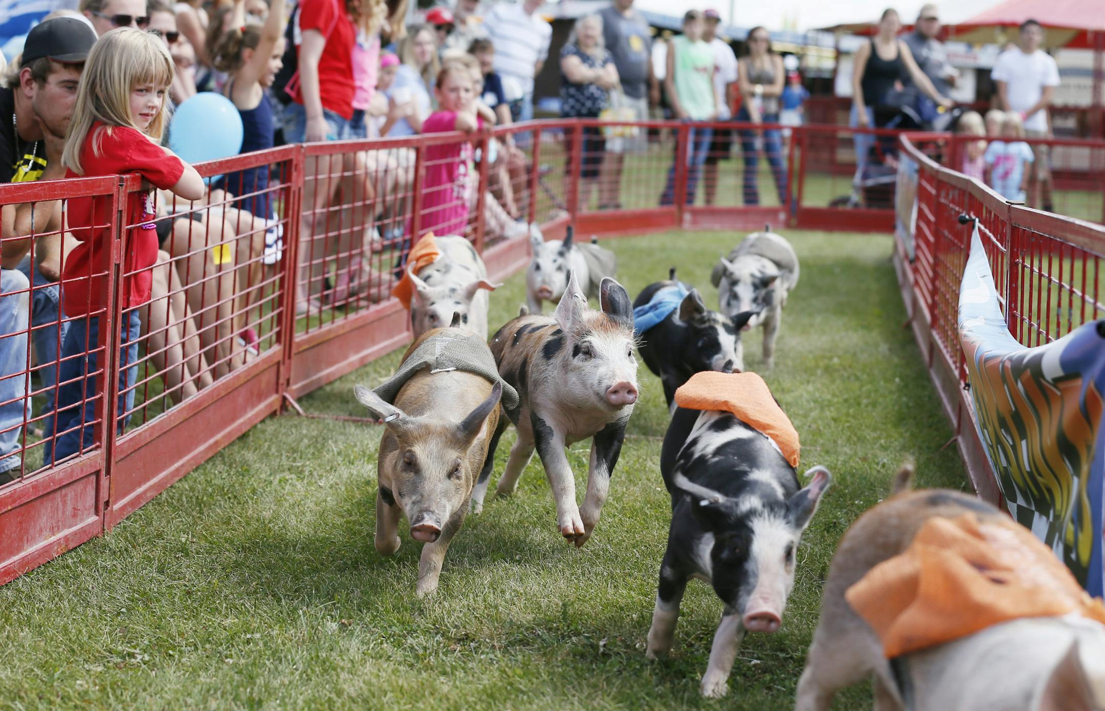 Pigs ran in the Swinetime pig race for a cookie during the 142nd annual Washington County fair in Baytown MN. July 30,2013.] JERRY HOLT ‚Ä¢ jerry.holt@startribune.com