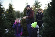 Addie Olin, 6, pondered a possible Christmas tree choice in the pre-cut lot with her dad, Alex, and younger brother, Beckett, 4. She was crestfallen m