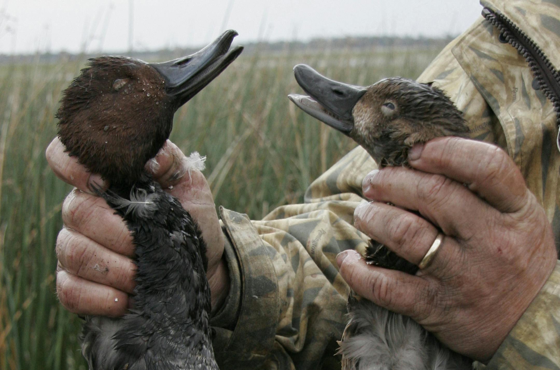 Ducks and hunter.