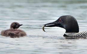 An adult loon brings a small sunfish to its chick.