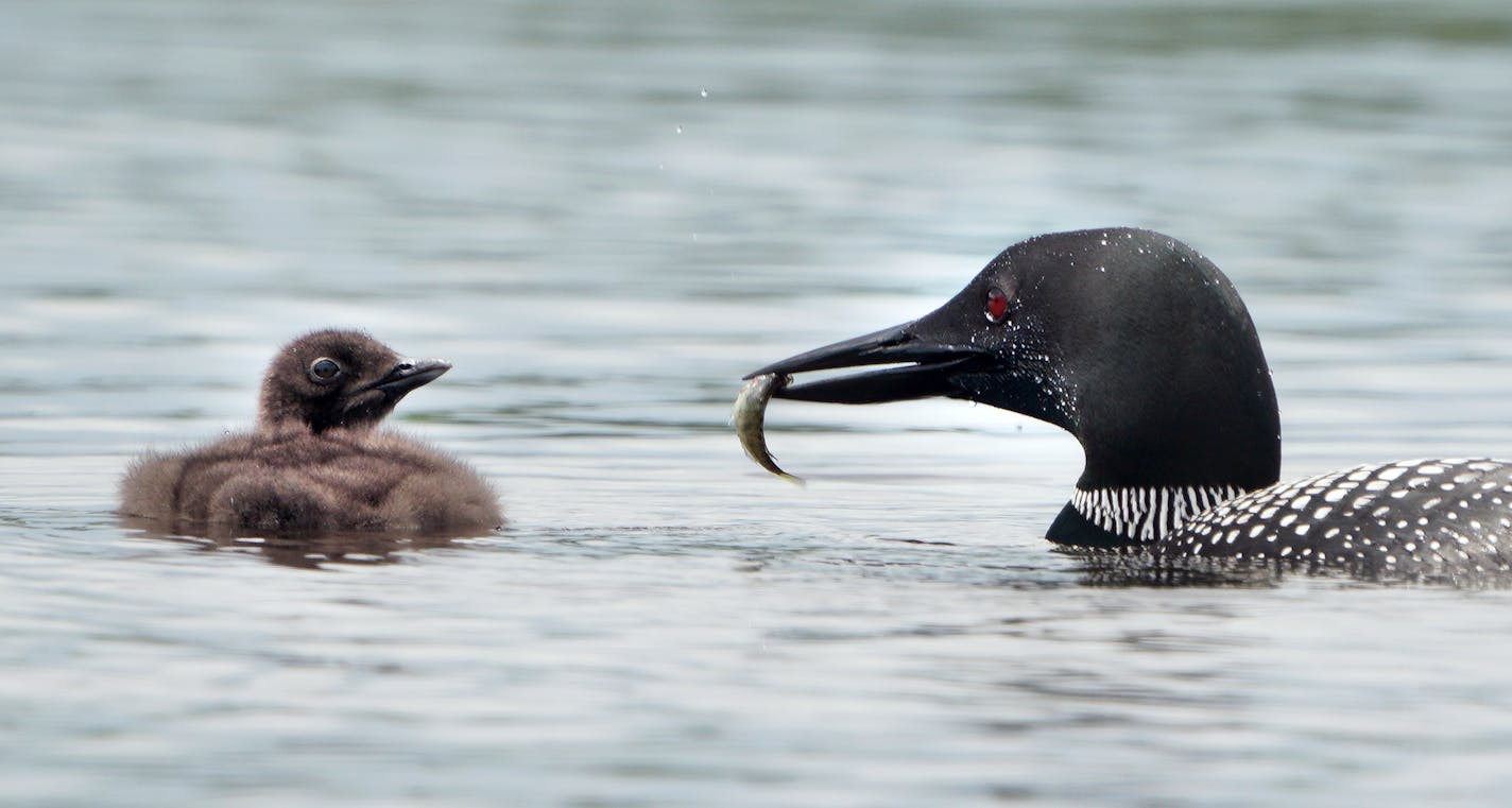 An adult loon brings a small sunfish to its chick.