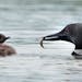 An adult loon brings a small sunfish to its chick.