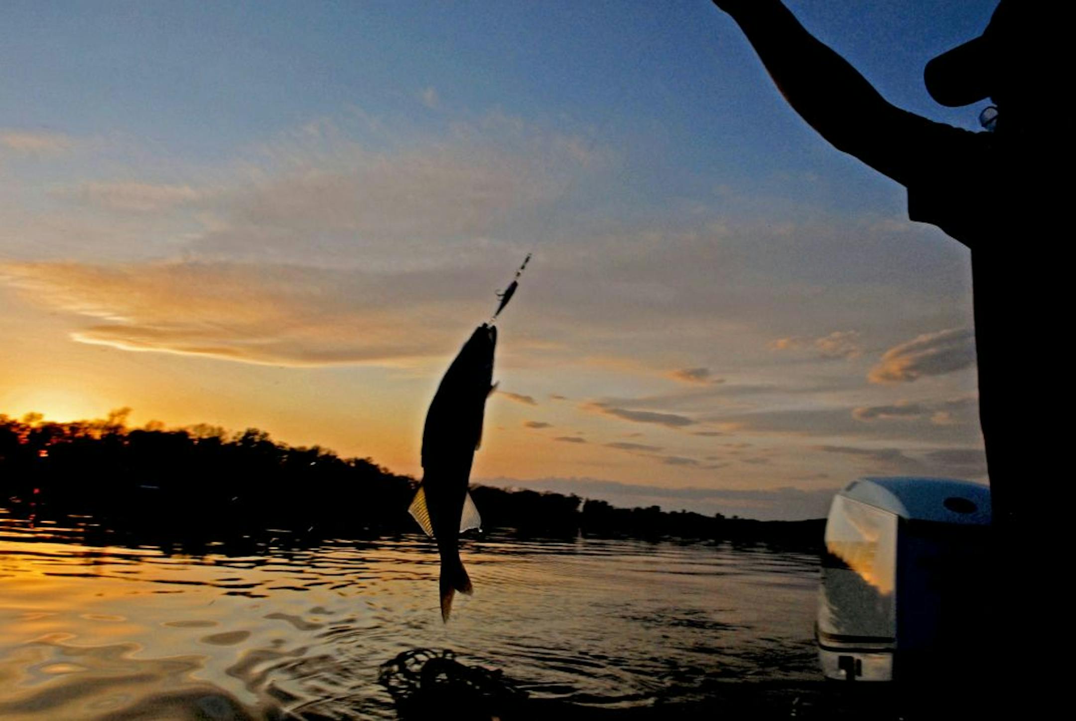 Larry Blaske pulls a keeper walleye from Mille Lacs as the sun sets behind distant trees.
