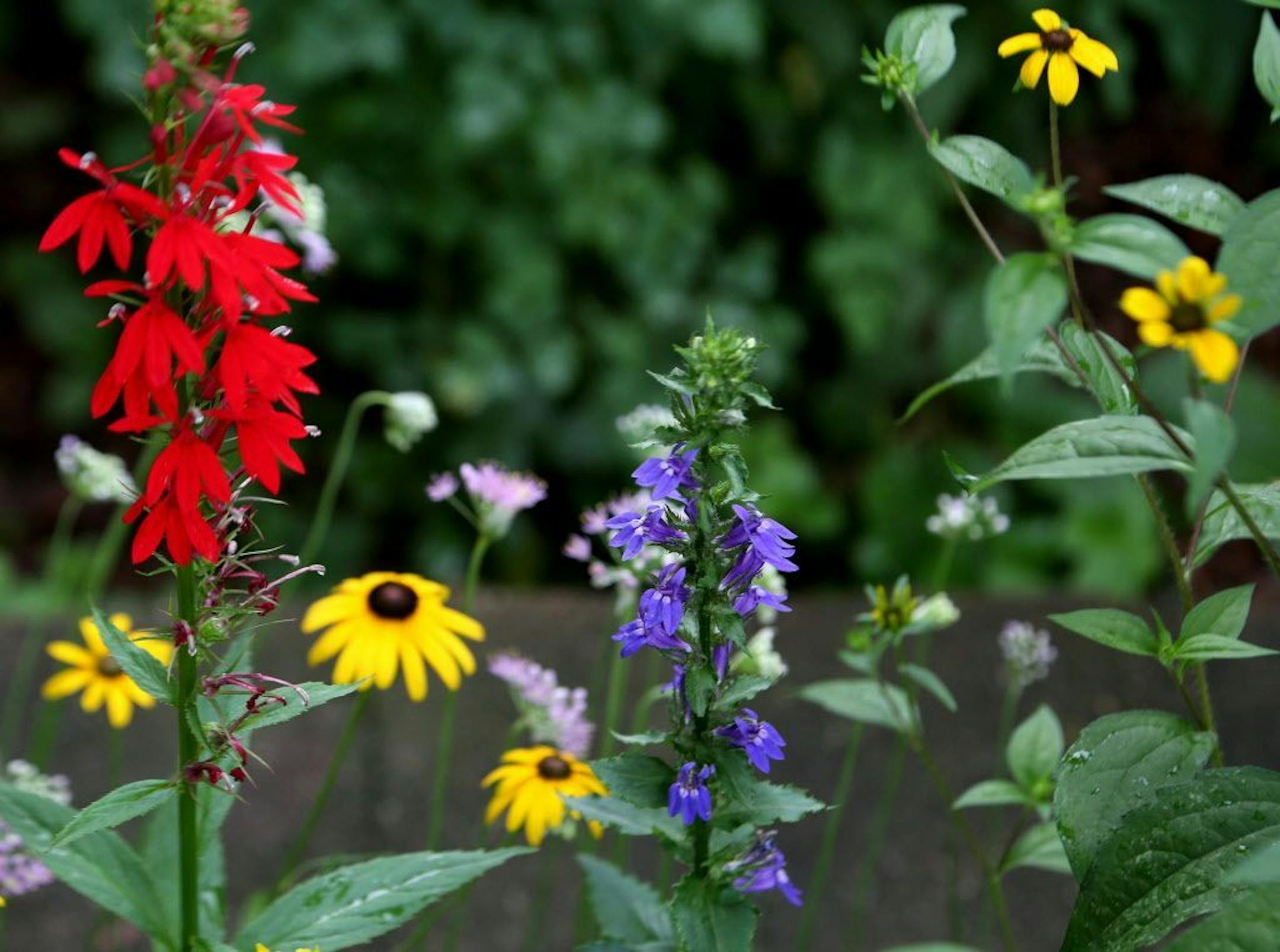 Cardinal flower, Black-eyed Susans and blue lobelia add splashes of color.