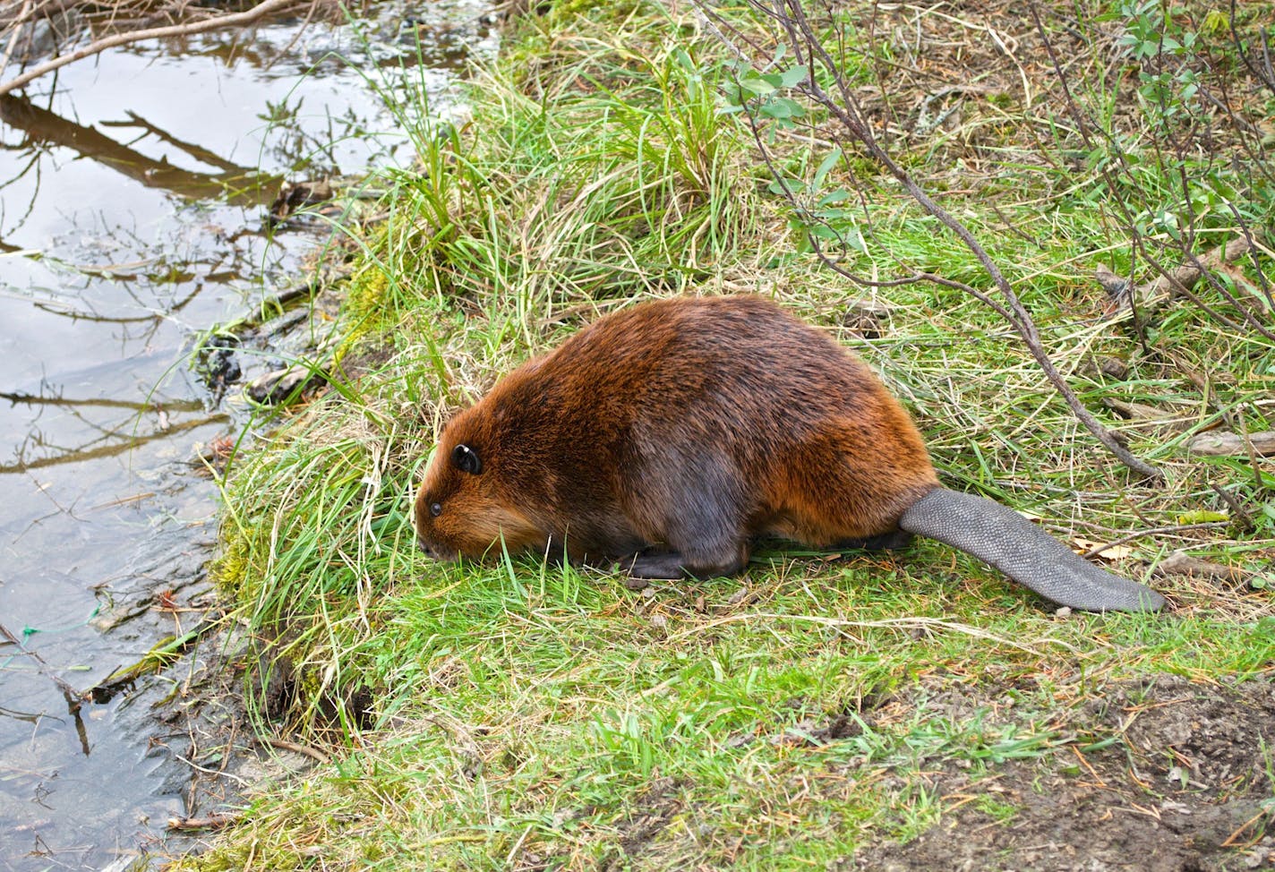 Beavers are so abundant in Voyageurs National Park that they may be helping moose populations. Wolves primarily eat the beavers in the spring and summer, leaving young and vulnerable moose calves alone.