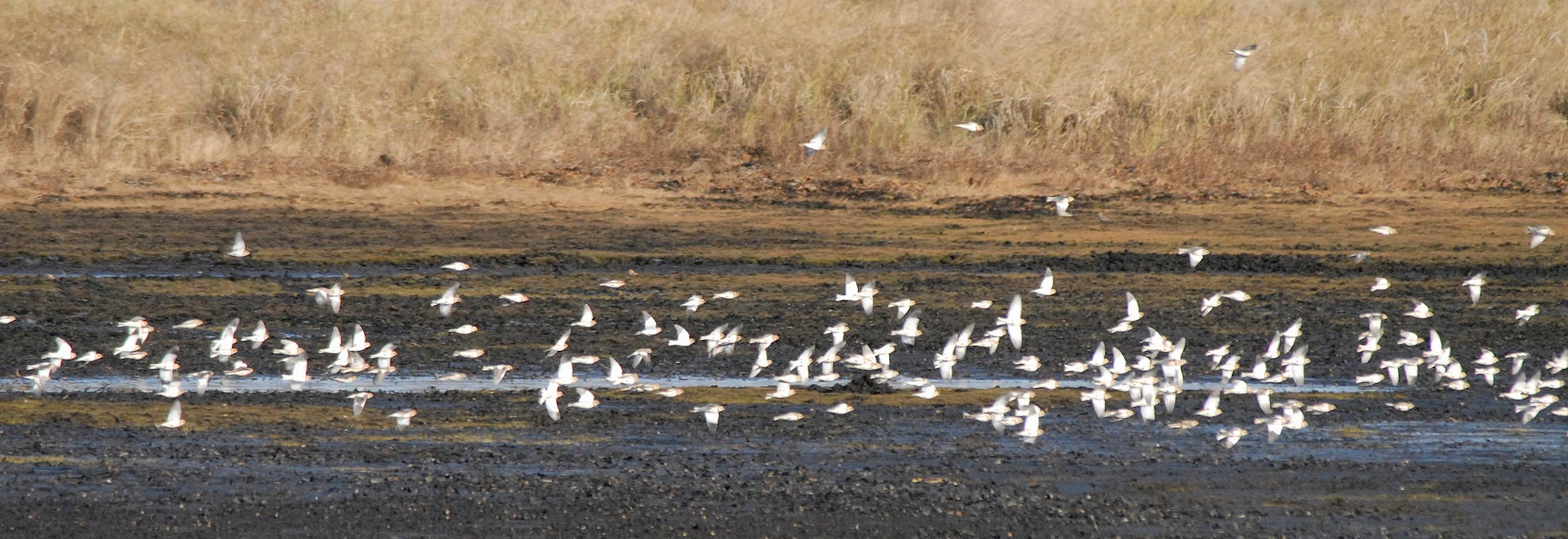 Snow bunting flock