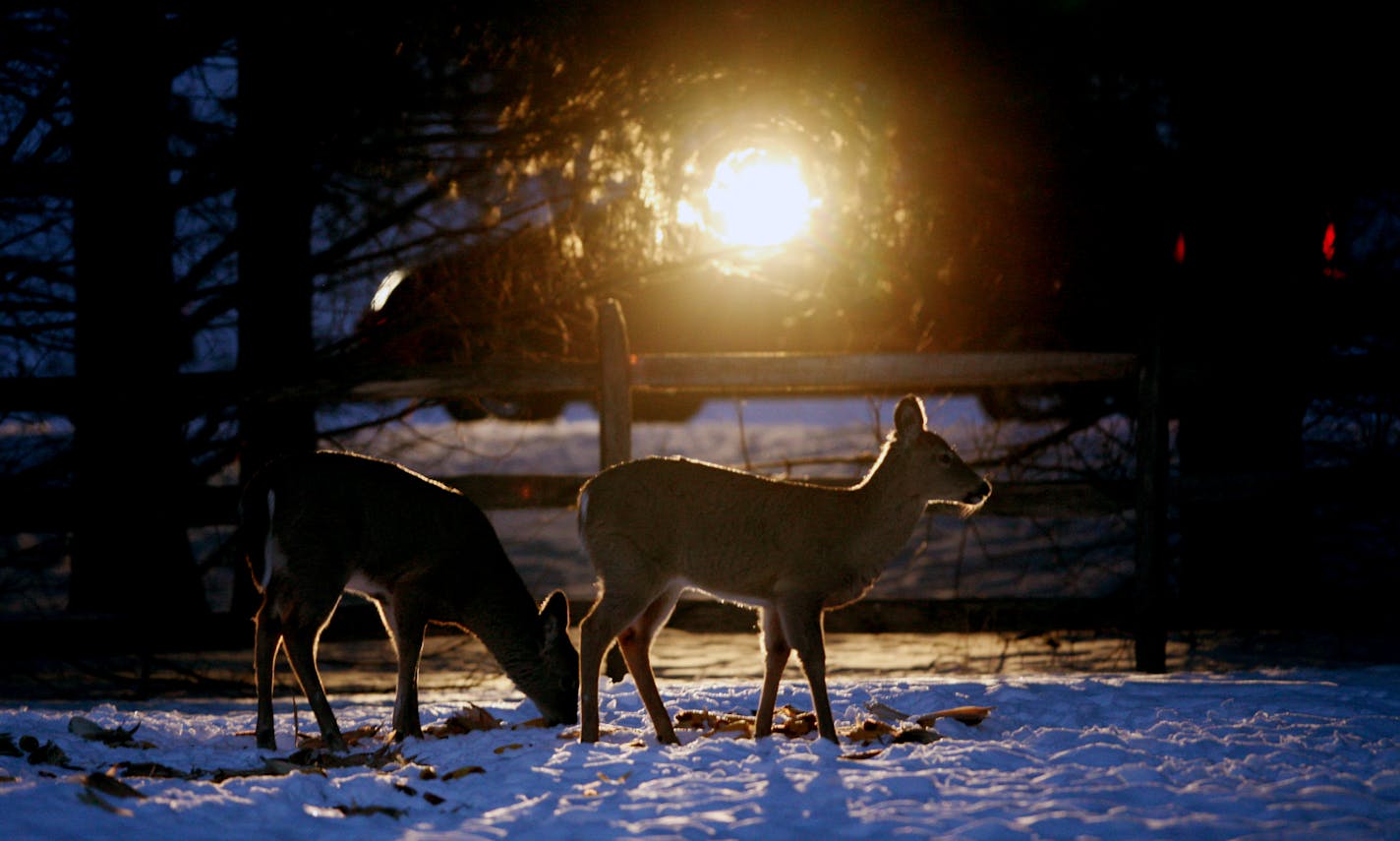 Deer shining – shining a light on deer for recreation – is legal in Minnesota and Wisconsin, through hours are limited during deer hunting season.