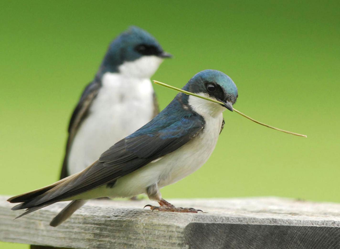 A tree swallow prepares to add some material to the pair&#xed;s nest in a nest box. credit: Jim Wiliams