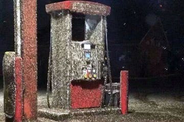 A swarm of mayflies attacked a gas station pump in Trempealeau, Wis.