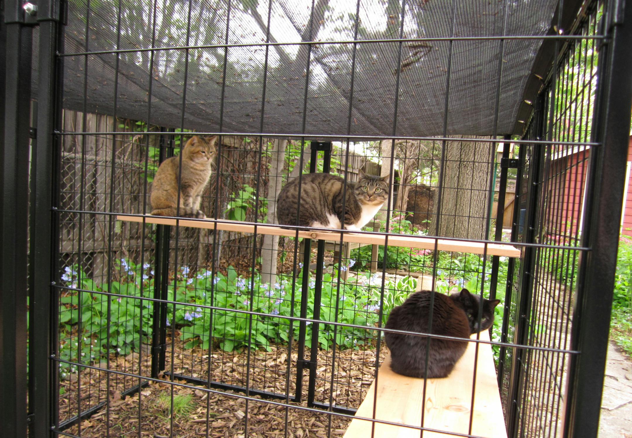 Photo by Sharon Shinomiya These indoor cats relish their time in an outdoor enclosure.
ONE_TIME USE ONLY with birding column by Val