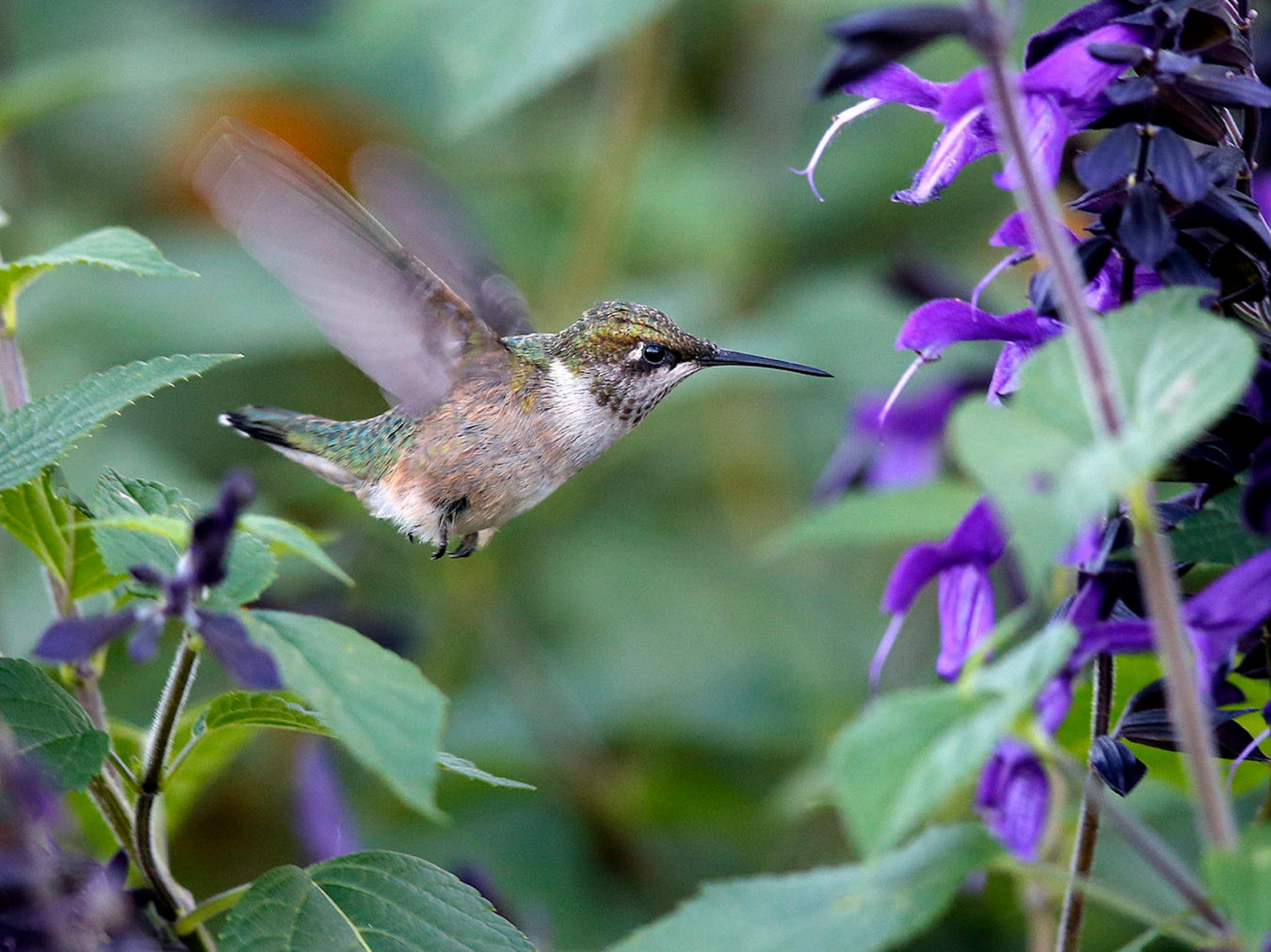 Longfellow Gardens, with its varied perennials and annuals attract Hummingbird. By Regina Marie Williams. for the Focus page done by Nicole Hvidsten.