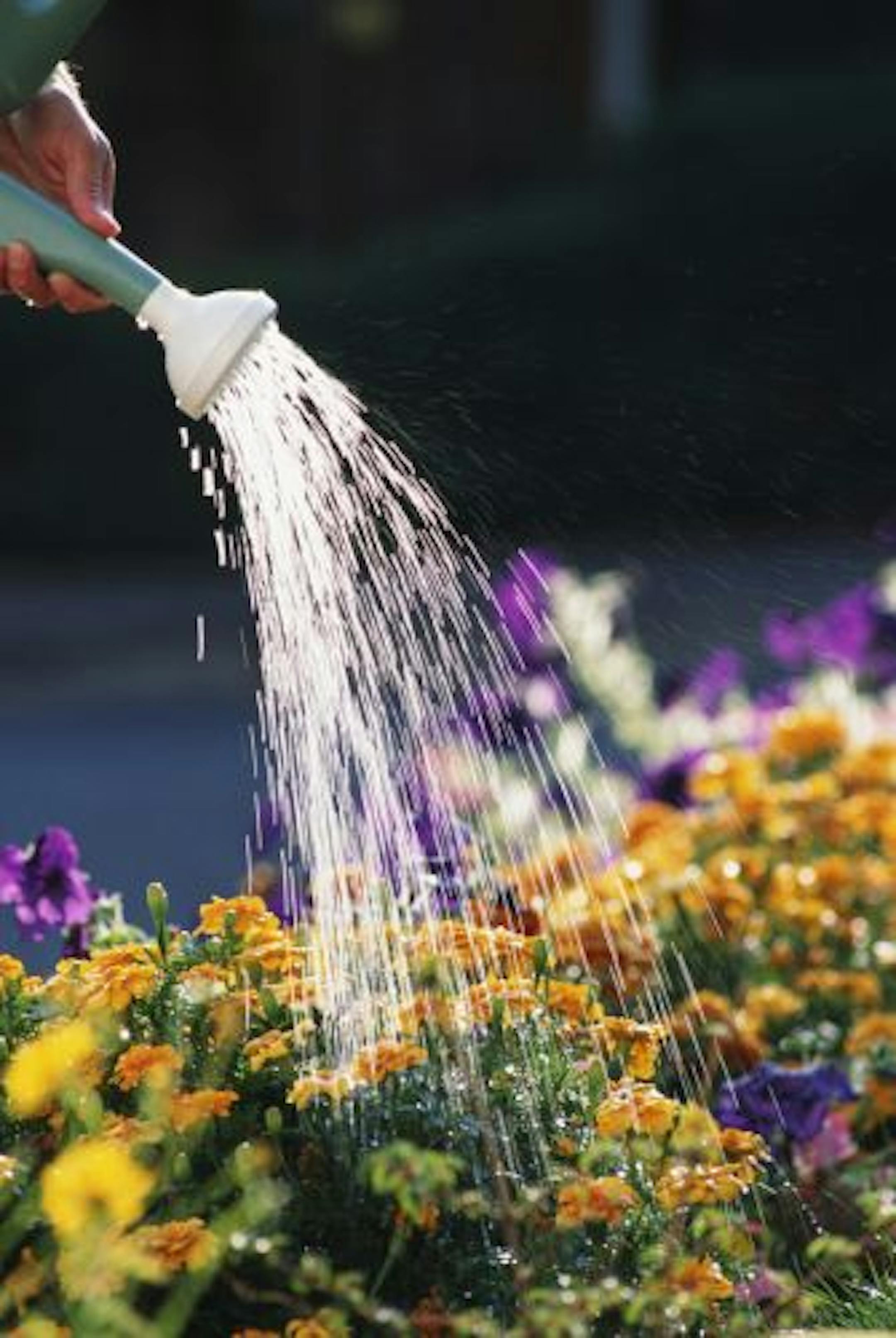 Watering plants from CD archive