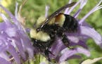 FILE - This 2016 file photo provided by The Xerces Society shows a rusty patched bumblebee in Minnesota. The U.S. Fish and Wildlife Service on Tuesday