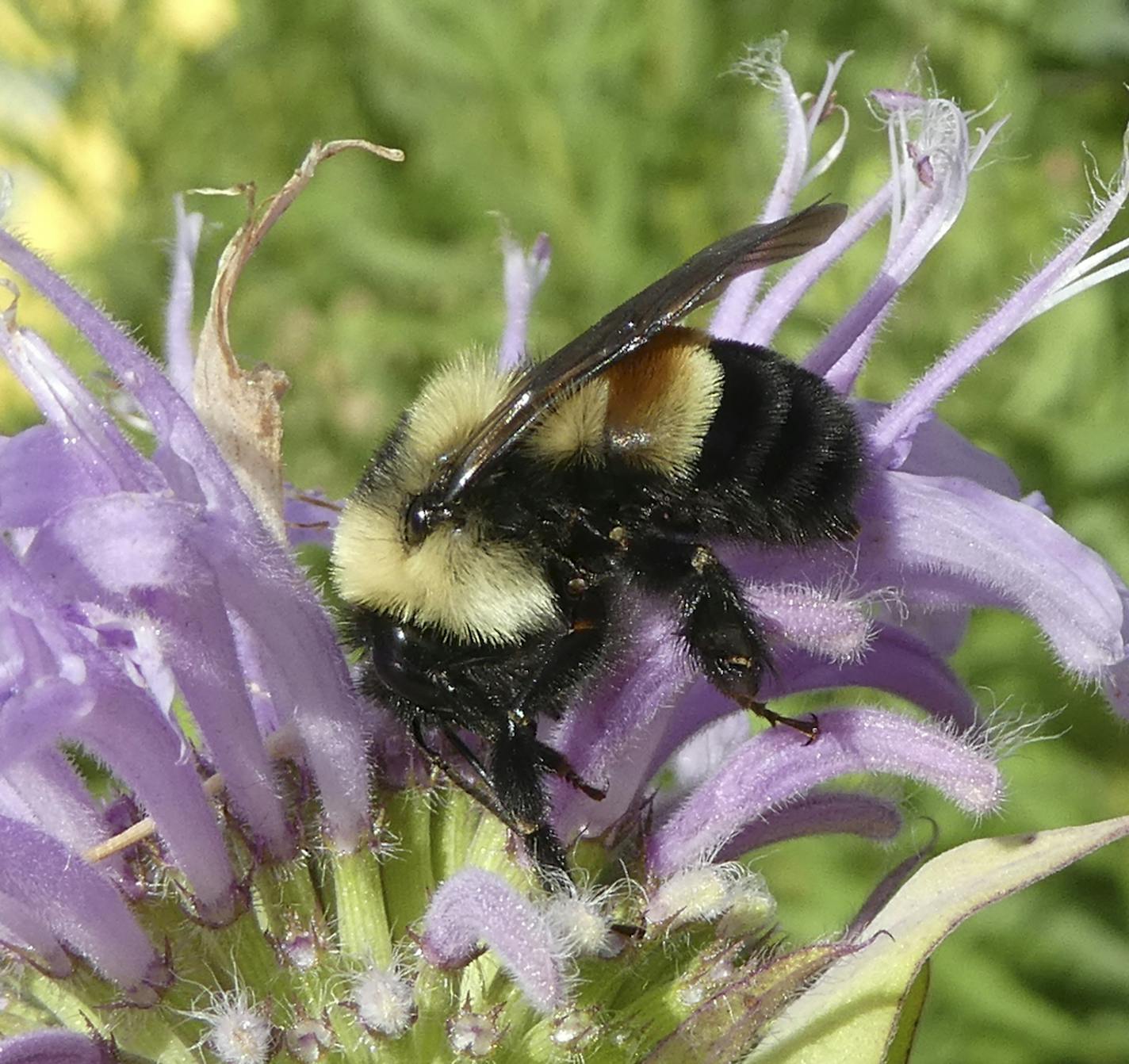 FILE - This 2016 file photo provided by The Xerces Society shows a rusty patched bumblebee in Minnesota. The U.S. Fish and Wildlife Service on Tuesday, March 21, 2017, officially designated the bee an endangered species. It is the first bee species in the continental U.S. to receive federal protection under the Endangered Species Act. The listing was announced in January and had been scheduled to take effect Feb. 10. But the Trump administration ordered a last-minute review and postponed the lis