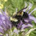 FILE - This 2016 file photo provided by The Xerces Society shows a rusty patched bumblebee in Minnesota. The U.S. Fish and Wildlife Service on Tuesday