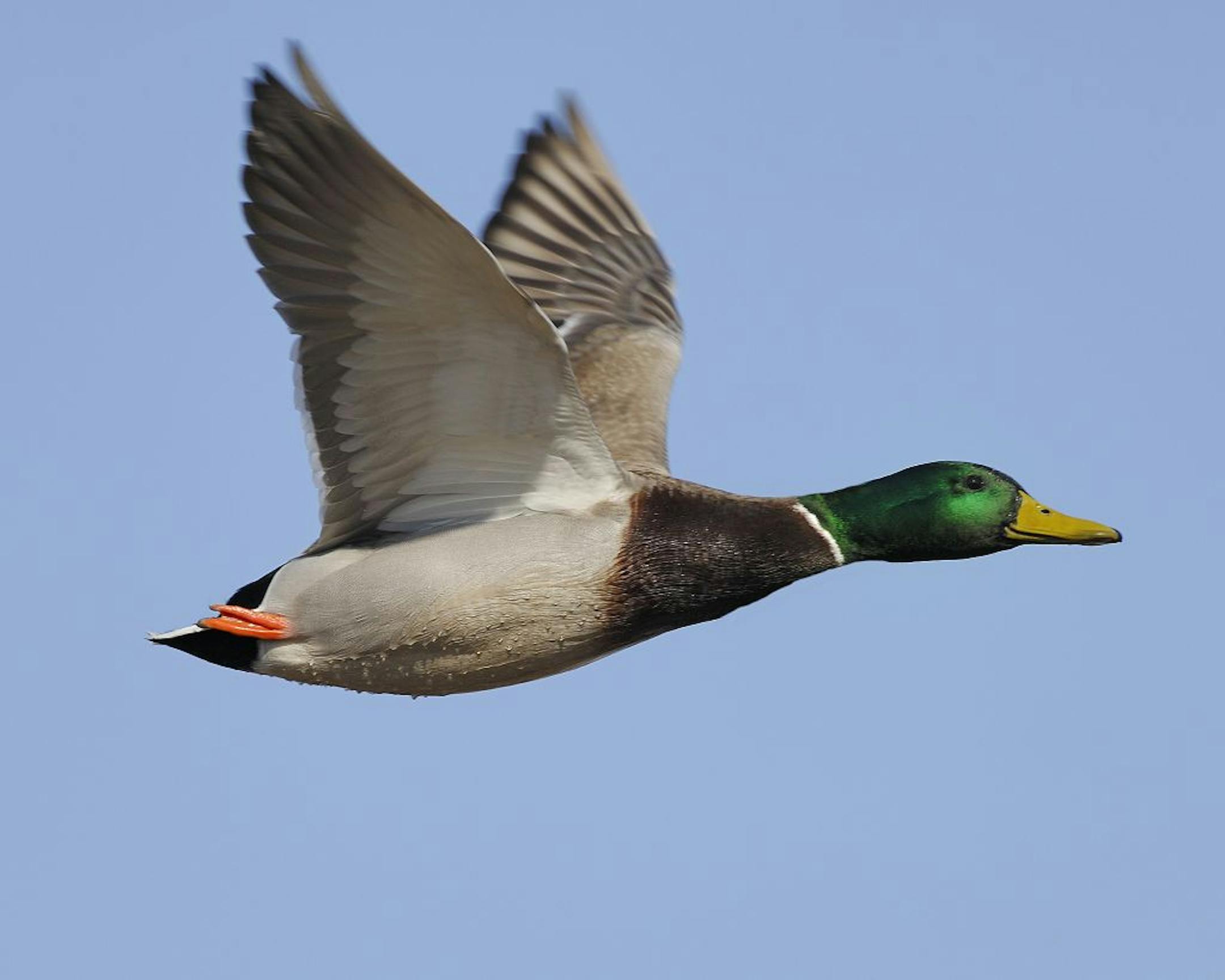 Mallard duck