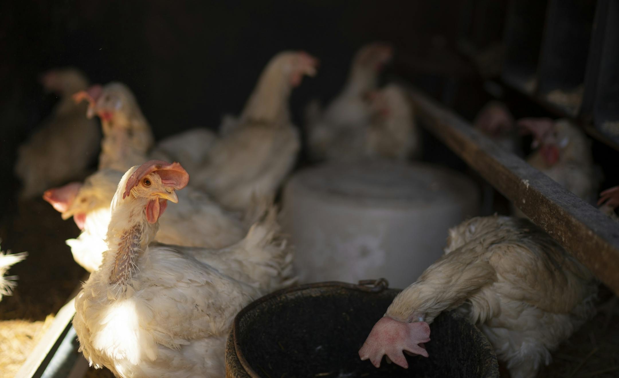 The lucky 15 hens who somehow managed to elude the crew that came in to euthanize the other 61,000 laying hens in Mergen's flock.