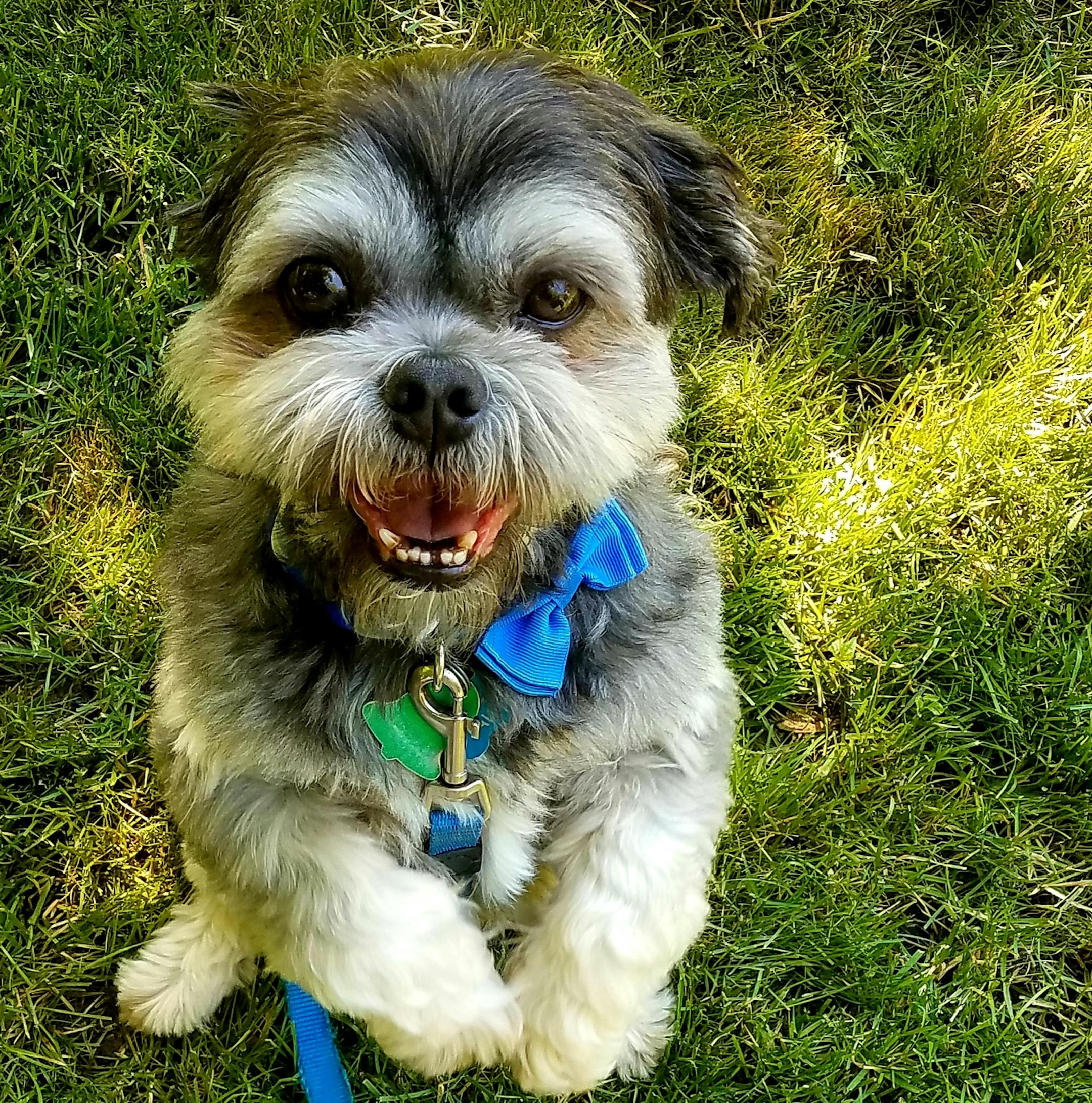 HAIRY: Bain and Carole Lothian of Maple Grove say, "This is Hairy Pawter, asking for a ride in the car."