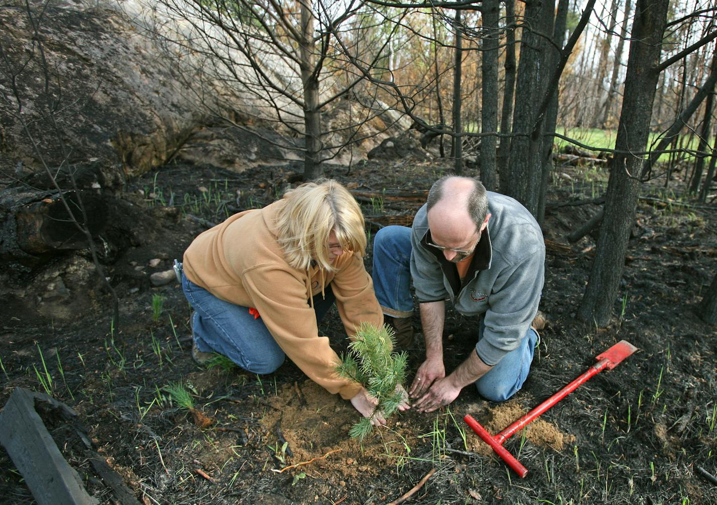 BRIAN PETERSON &#x2022; brianp@startribune.com
Gunflint Trail, MN 5/22/2007
Shari Baker, owner of Gunflint Pines Resort, and Dave Seation, owner of Hungry Jack Outfitters, plant trees at the Blankenburg Seagull Landing Tuesday morning as part of a ceremonial re-opening of the northern most portion of the Gunflint Trail after the Ham Lake Fire forced evacuation and closure of the trail last over a week ago. The Ham Lake fire scorched much of the forest near the landing.