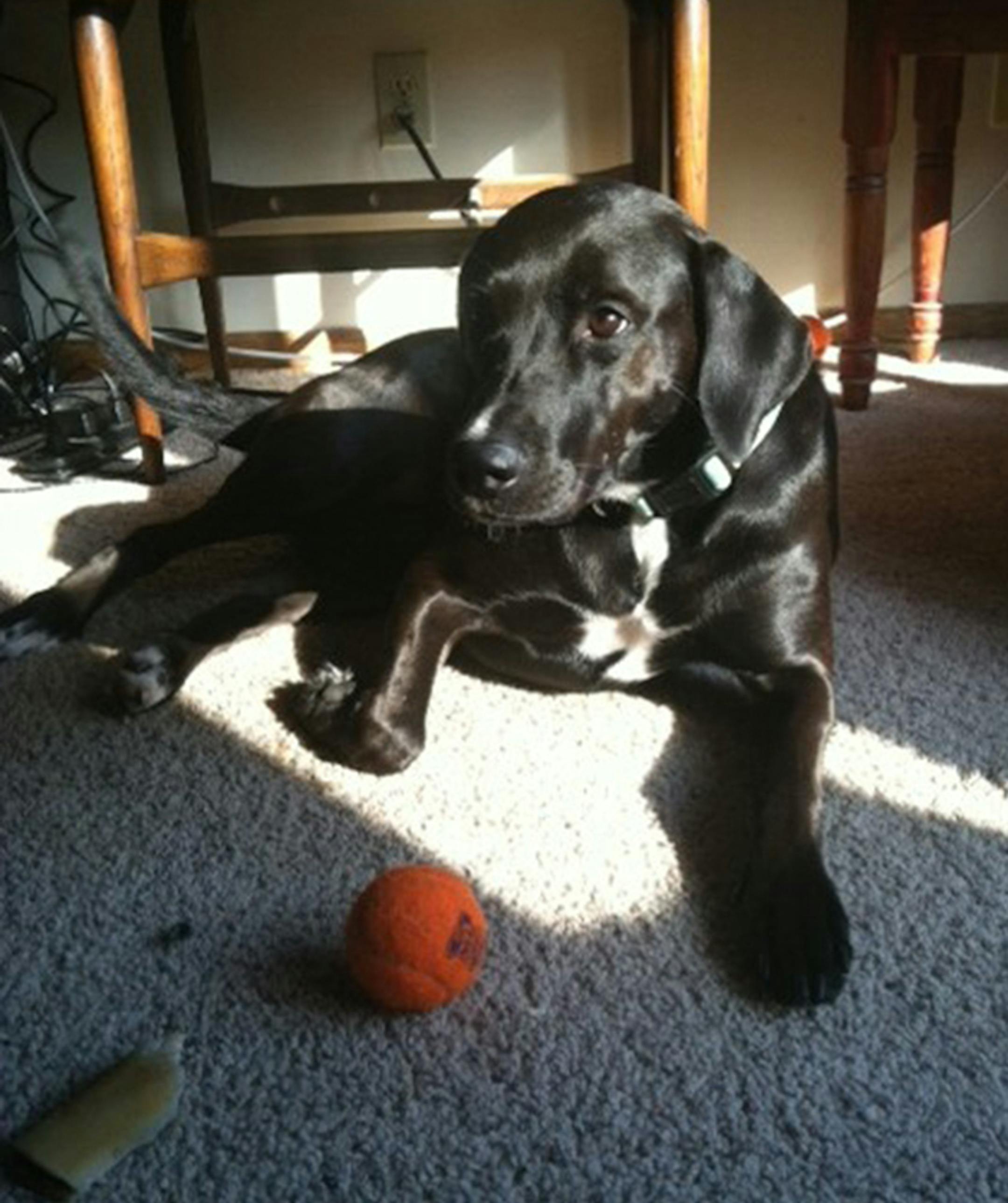 A Carver County worker‚Äôs dog inspired a new program to prevent the mentally ill from losing their pets in time of crisis.