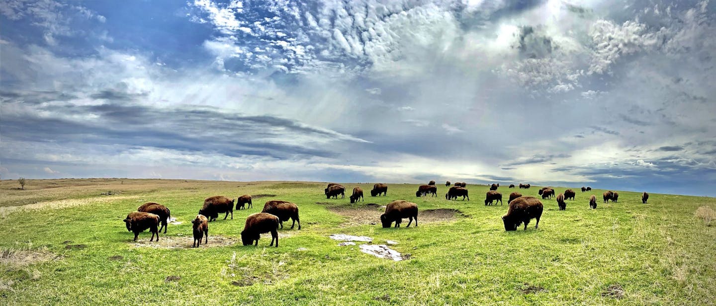 Bison, prairie and small-town charm draw visitors to Blue Mounds and ...