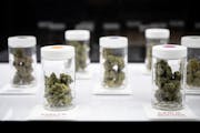 Recreational cannabis on display Tuesday at NativeCare in Red Lake, Minn., the state’s first recreational marijuana dispensary. A second dispensary 