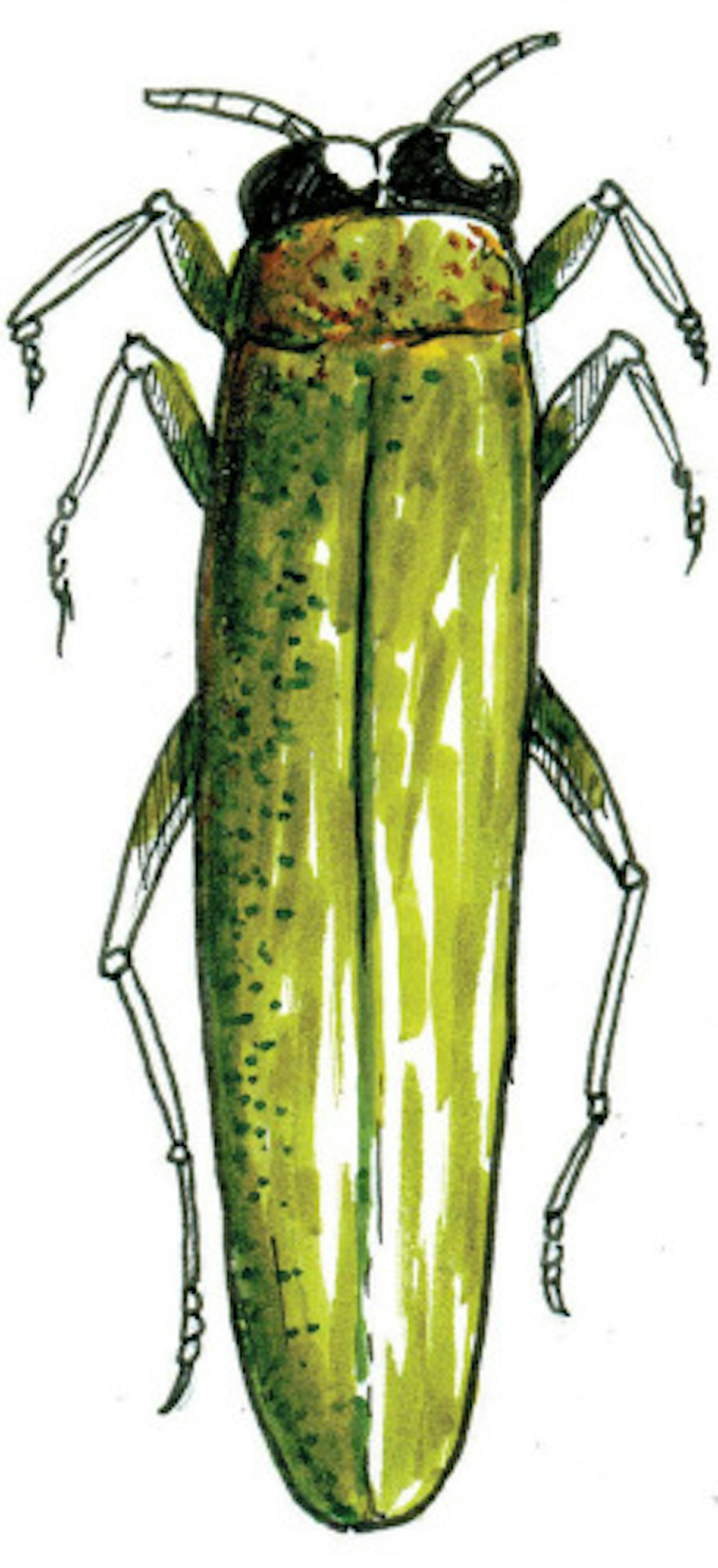 Adult emerald ash bore