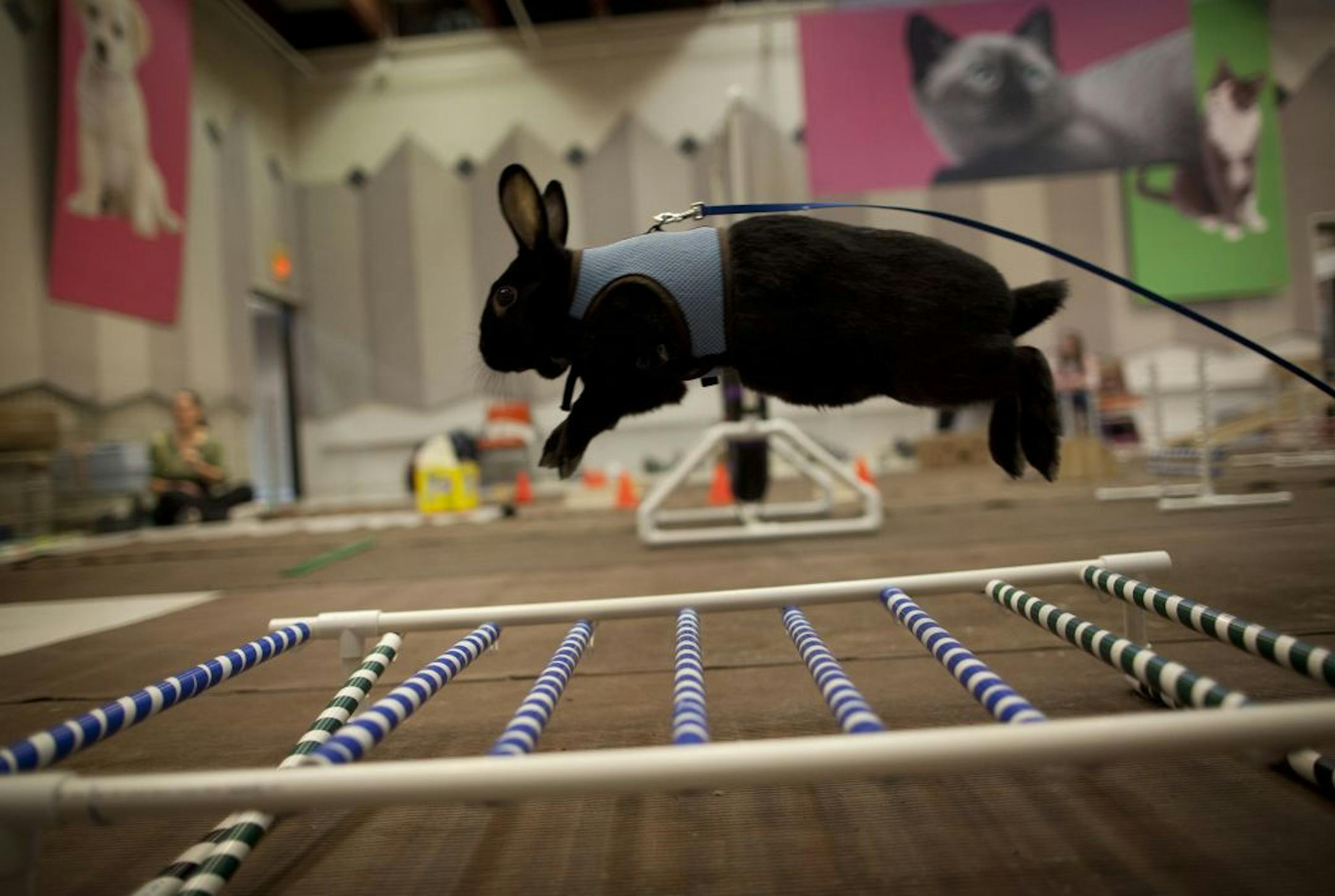 Cookie leapt over the longest hurdle at the Minnesota Companion Rabbit Society's agility class. At the other end of the leash was Jeff Ganser, whose bunnies get some exercise and develop their innate skills.