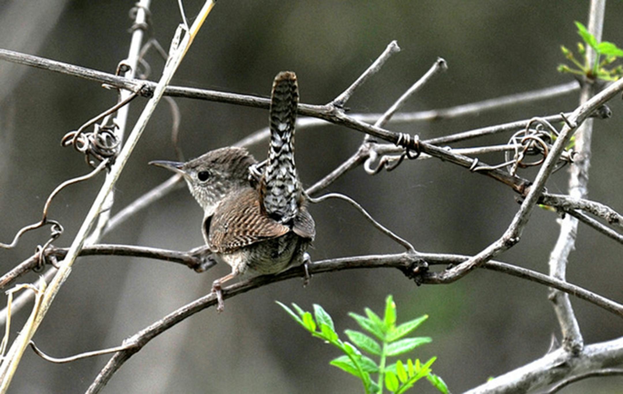 A house wren, from the back. Jim Williams photo