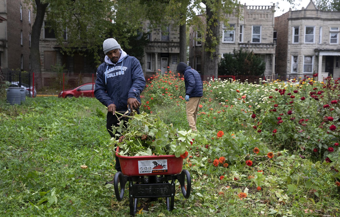 A.J. Boyce works in the Southside Blooms urban flower farm, preparing the space for winter, Tuesday, Oct. 22, 2019, in the Englewood neighborhood of Chicago. The program exposes kids to urban agriculture and provides workforce development apprenticeships for young adults. The young adults transform vacant lots in their neighborhood into flower gardens. (Erin Hooley/Chicago Tribune/TNS) ORG XMIT: 1485816 ORG XMIT: MIN1911111553281923