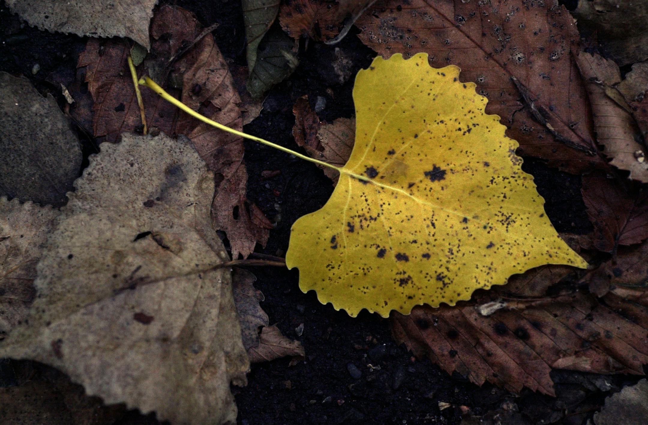 Basswood's distinctive leaves.