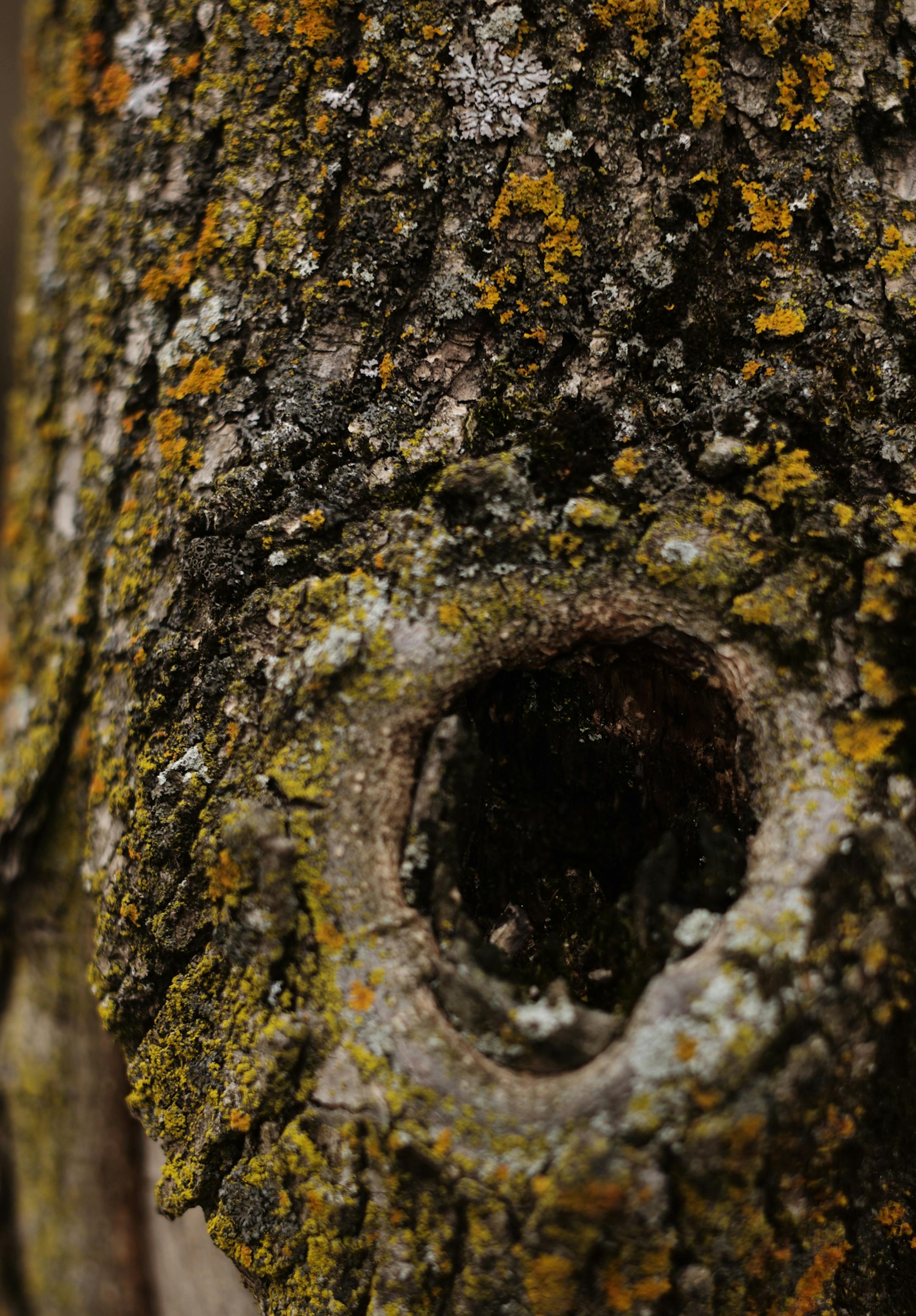 Lichen abounds in East Lake Park, a 500-acre nature preserve that City of Blaine stormwater manager Jim Hafner has helped shepherd through its implementation.]Richard Tsong-Taatarii/rtsong-taatarii@startribune.com