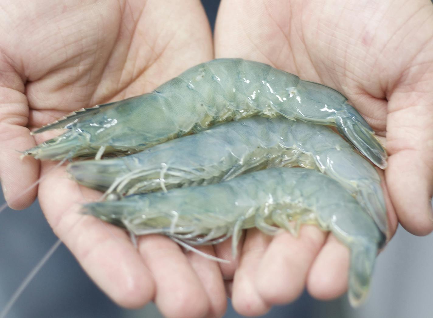 Schwan&#xed;s Company and The tru Shrimp Company Enter Into Strategic Partnership
Photo credit: Ralco Agriculture