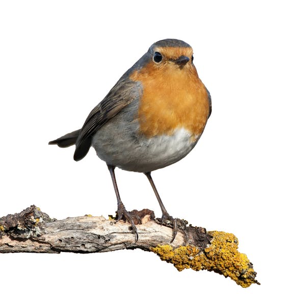 Robin - Erithacus rubecula, standing on a branch with white background