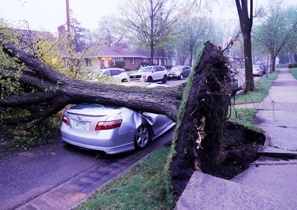 A fallen tree, toppled by high winds from an overnight thunderstorm, flattened a parked car on Washburn Ave. S. Near 55th St. Thursday, May 12, 2022.