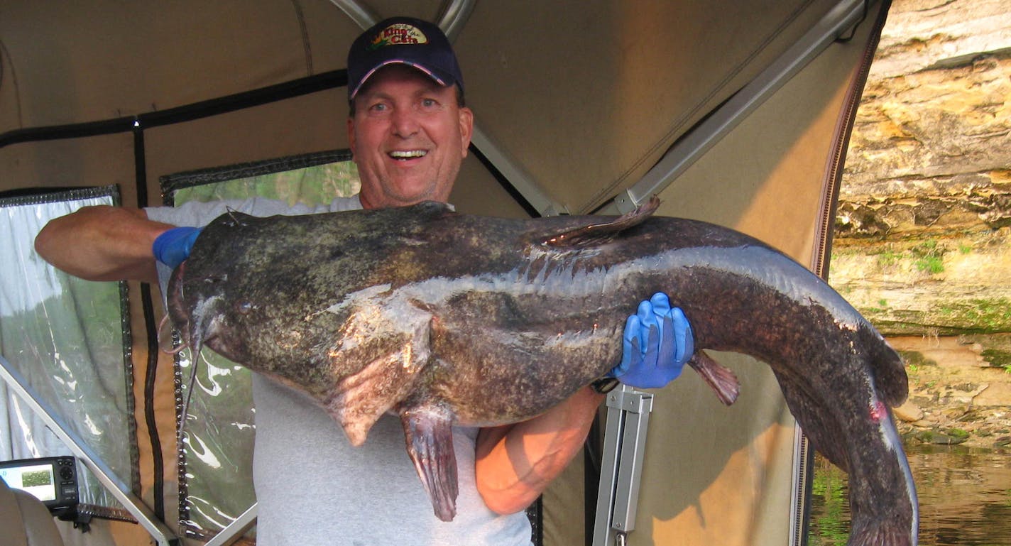 Steven DeMars of Stillwater caught and released the record flathead catfish, also on May 8, in the St. Croix River in Washington County. The fish was 47 inches long with a 30-inch girth, and took the bullhead bait at about 7:30 p.m. Photo courtesy Department of Natural Resources