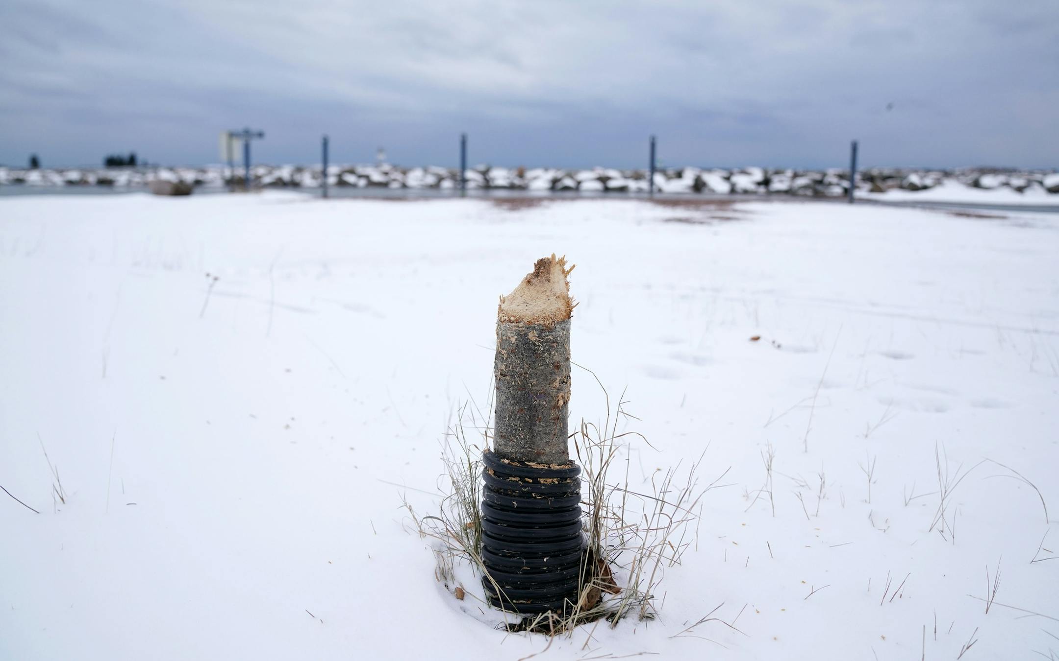 The stump of a tree bearing the telltale gnaw marks of beavers stood near the water's edge. The parks and recreation department has been wrapping their most vulnerable and at-risk trees with fencing to try and stop the beavers.] ANTHONY SOUFFLE ï anthony.souffle@startribune.com Grand Marais Parks and Recreation director Dave Tersteeg and Mayor Jay Arrowsmith-DeCoux showed off damage done by an ever growing number of resident beavers to the city's campground and marina Wednesday, Dec. 5, 201