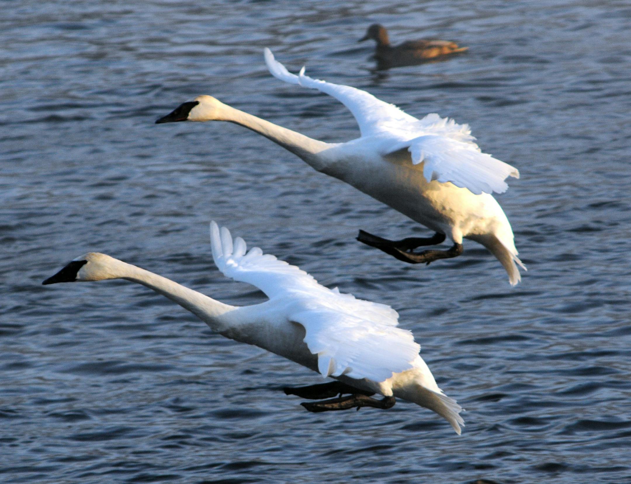 Minnesota's trumpeter swan population was hunted to extinction, but today the bird has made a very dramatic come back thanks in part to Jim Lawrence and his late wife, Sheila, and their feeding program.