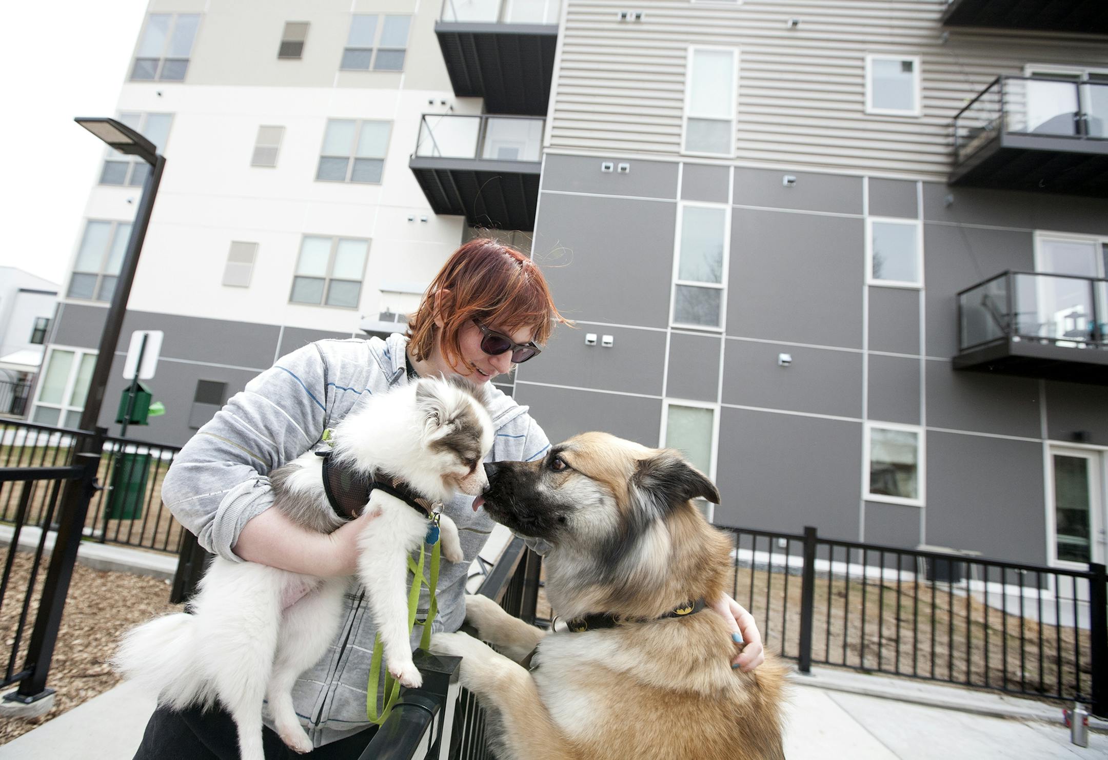 Maya Adler holds up Meeka, her foster Pomeranian, to greet resident Norwegian Elkhound/German Shepherd mix Bane at the dog-friendly Track 29 apartments in Uptown April 26, 2014. (Courtney Perry/Special to the Star Tribune)