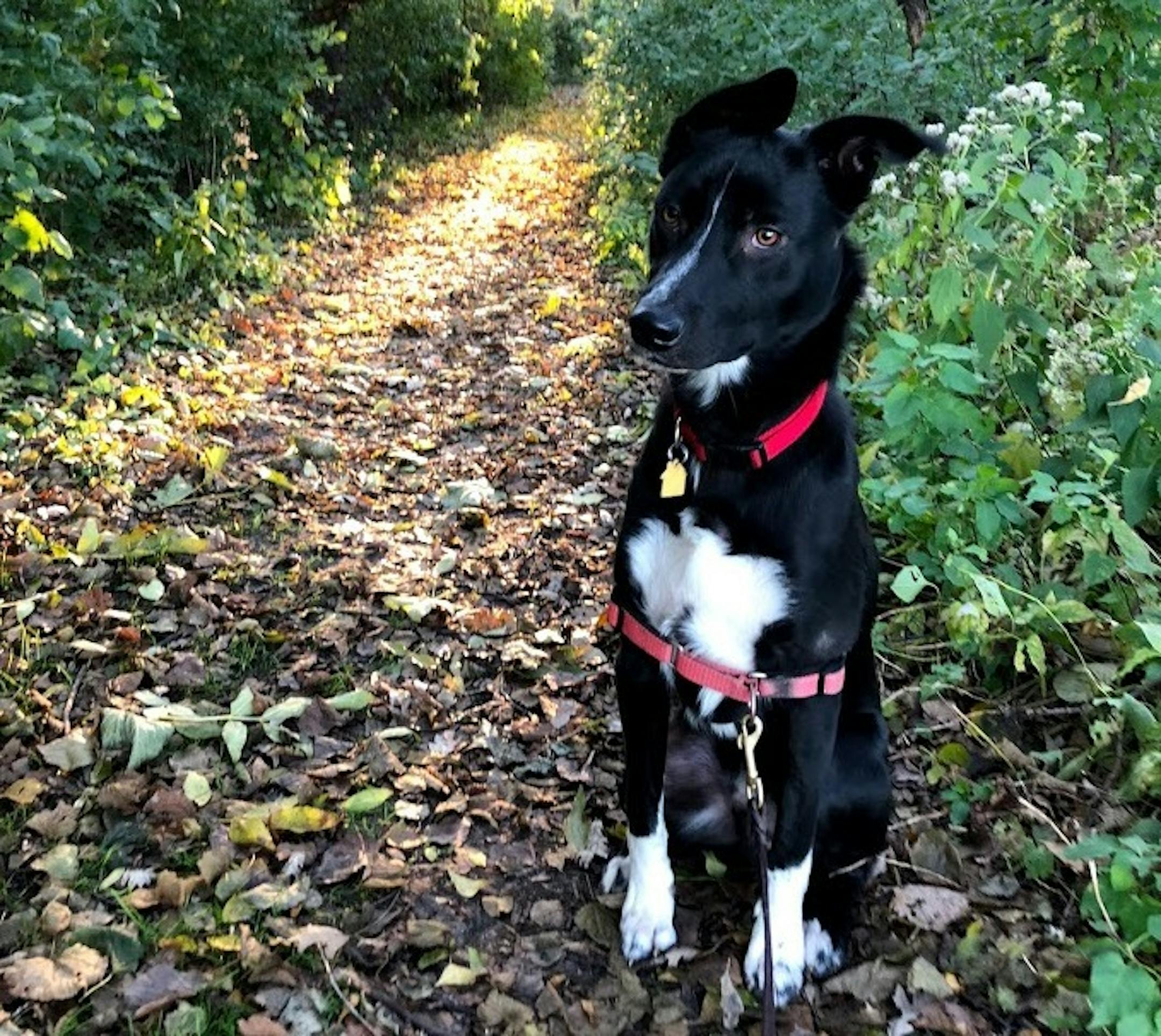 From speckly legs to white stripe on his nose, Angus looks a lot like Riley.