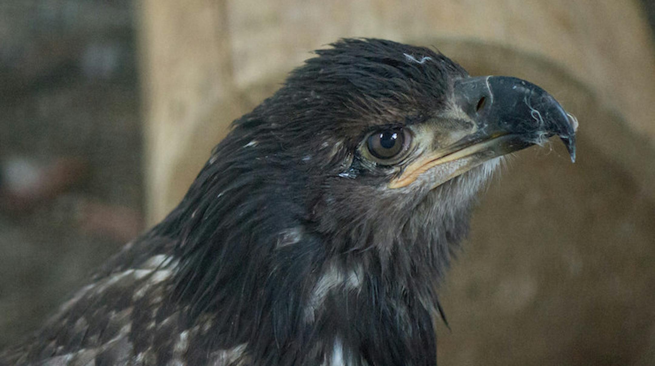 New eagle at National Eagle Center. The first-year male was found walking on a beach in August in Washington state.