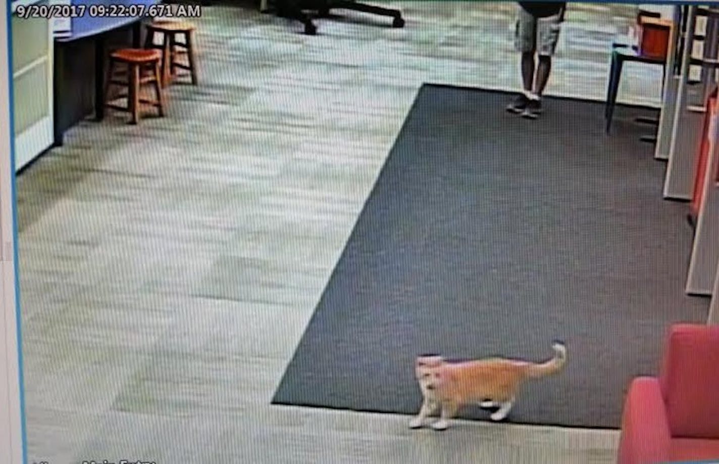 Surveillance photo of Max the cat in the DeWitt Wallace Library at Macalester College. Courtesy Connie Lipton.