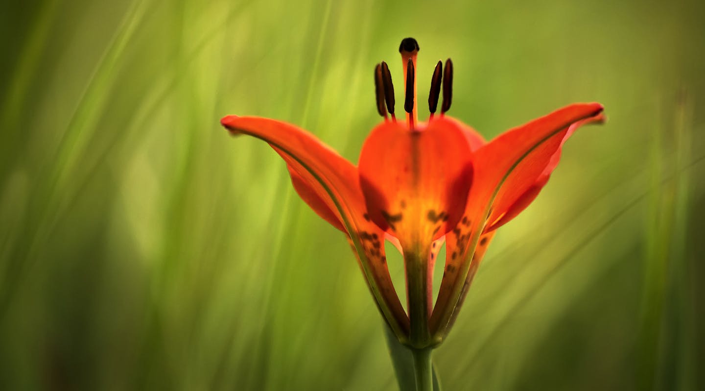 Wood Lilly blooming at Hole in the Mountain Prairie near Lake Benton. ] Minnesota State of Wonders - Summer on the Prairie. BRIAN PETERSON &#x2022; brian.peterson@startribune.com Lake Benton, MN 08/02/14 ORG XMIT: MIN1408071355093764