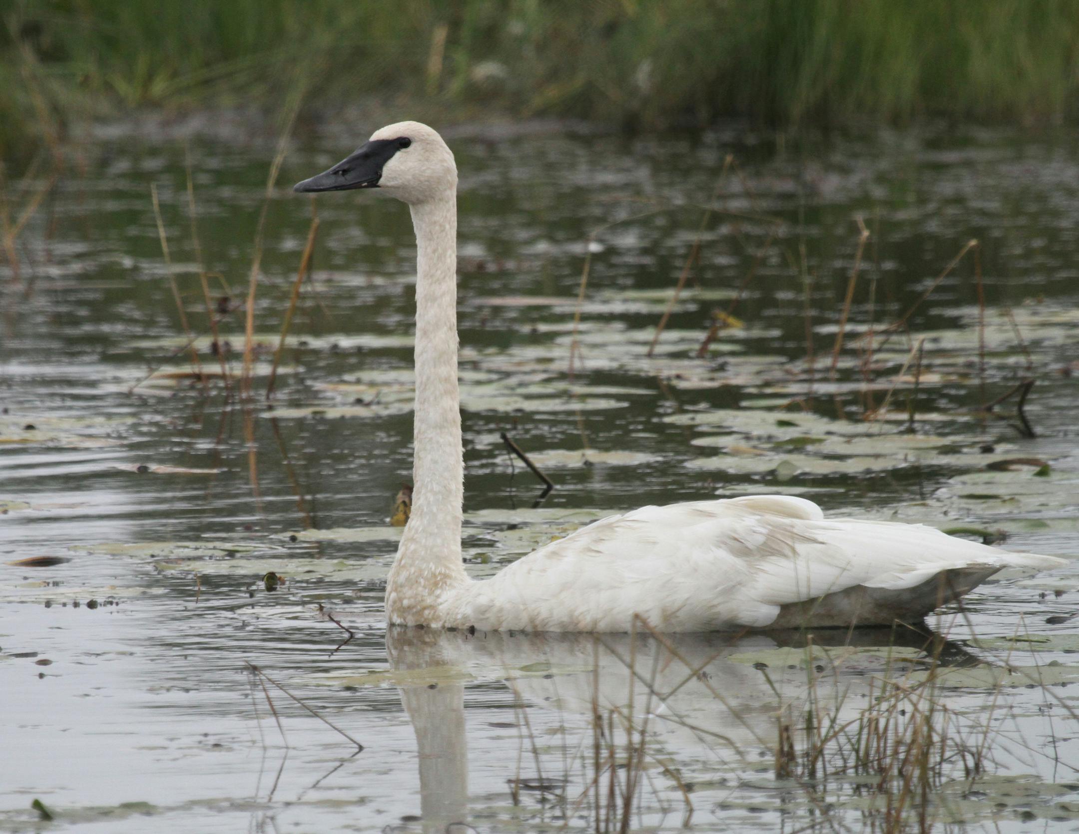 Photo by Don Severson Trumpeter swans are a sight to see, whether in a family group or paddling solo on a local lake or pond.
