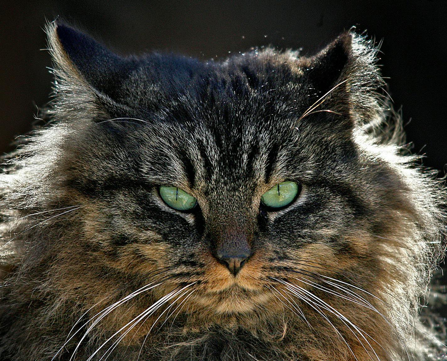 JIM GEHRZ &#xac;&#x2022; jgehrz@startribune.com Anoka/February 22, 2007/3:00PM Late afternoon sunlight illuminates the fur of a feral cat as it relaxes in the brush at a feral colony in Anoka. Animal Ark Shelter manages the colony of about 50 cats. According to shelter executive director Mike Fry, the animals have been vaccinated against rabies, spayed or neutered and are fed regularly. ORG XMIT: MIN2013091019142864 ORG XMIT: MIN1309101924251336