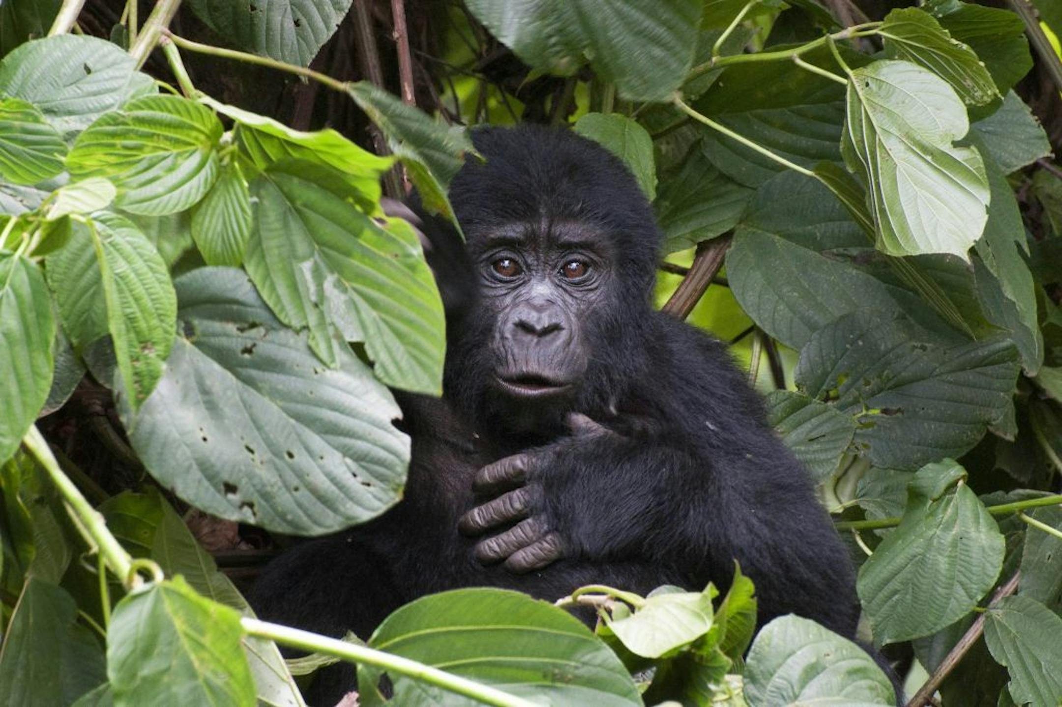 This photo taken Tuesday, April 19, 2011 and released by the conservation group Gorilla Doctors on Friday, Nov. 16, 2012, shows a mountain gorilla in Bwindi Impenetrable National Park in Uganda. The population of Uganda's mountain gorillas has grown to 400, up from 302 in 2006, according to a census conducted in 2011, bringing the total number of mountain gorillas in Africa to 880 and giving hope to conservationists trying to save the critically endangered species.